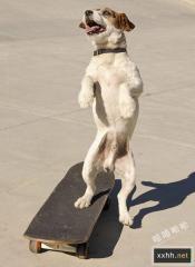 狗狗玩起滑板也不弱