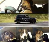 恭喜Porter！成为世上第一只会开车的狗！
