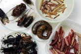 【重口慎入】人类应该吃虫子的十个理由