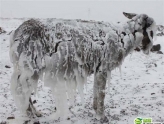 土耳其现"驴坚强" 全身被雪覆盖长"冰柱"