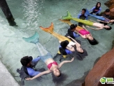 菲律宾开设“美人鱼”体验课程 男女老少都可体验！